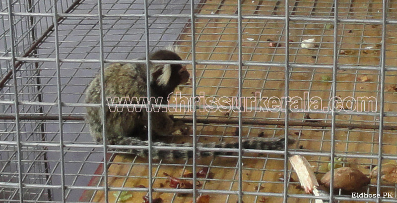 28 marmoset